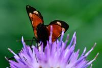 Zygaena transalpina