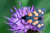 Zygaena transalpina