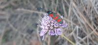 Zygaena transalpina hippocrepidis