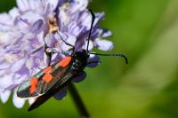 Zygaena transalpina