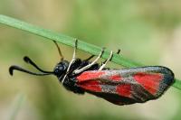 Zygaena loti