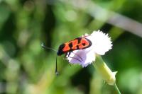 Zygaena hilaris