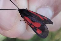 Zygaena nevadensis