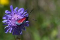 Zygaena brizae