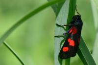 Zygaena trifolii