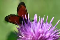 Zygaena transalpina