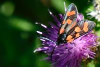 Zygaena transalpina