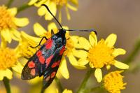 Zygaena transalpina