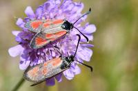 Zygaena loti
