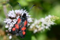 Zygaena trifolii