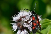 Zygaena trifolii
