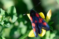 Zygaena trifolii