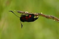 Zygaena filipendulae