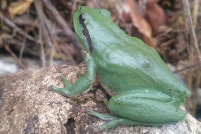 Hyla meridionalis