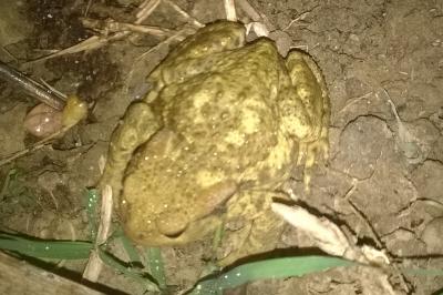 Bufo spinosus