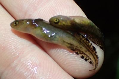 Triturus marmoratus