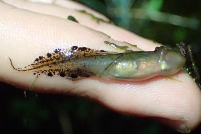 Triturus marmoratus