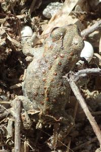 Epidalea calamita