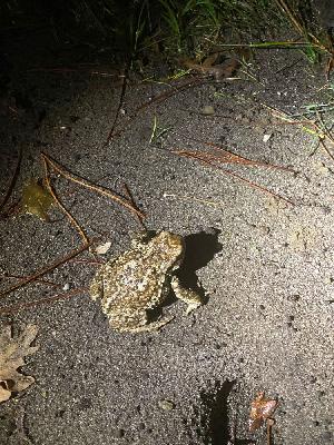 Bufo spinosus