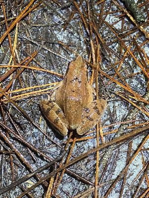 Rana dalmatina