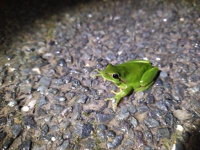 Hyla meridionalis