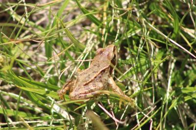 Rana temporaria