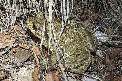 Bufo spinosus