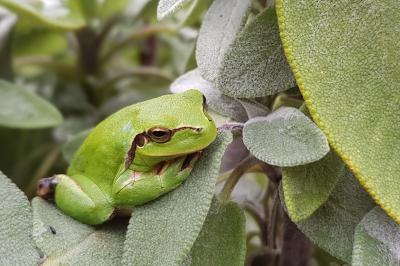 Hyla meridionalis