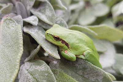 Hyla meridionalis