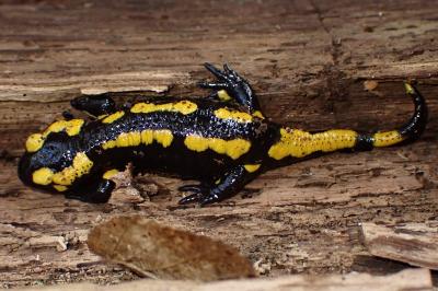 Salamandra salamandra terrestris