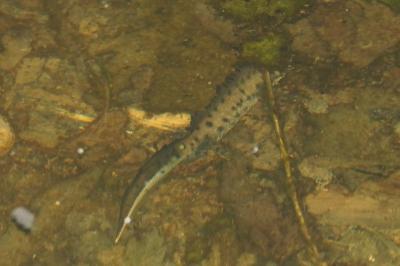 Triturus cristatus