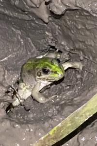 Pelophylax