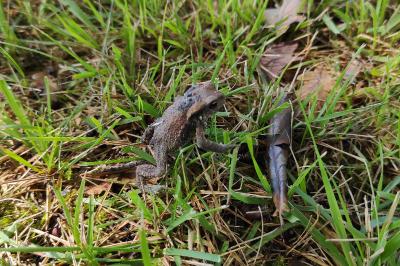 Bufo spinosus