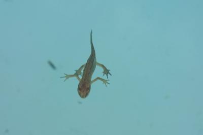 Lissotriton helveticus
