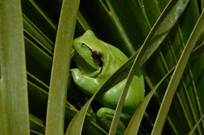 Hyla meridionalis