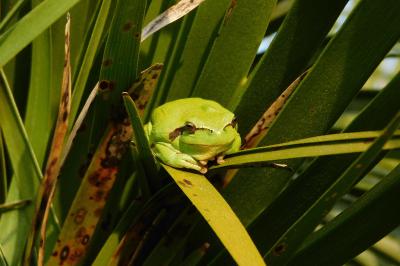 Hyla meridionalis