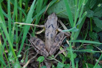 Rana dalmatina