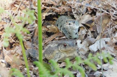 Bufo spinosus