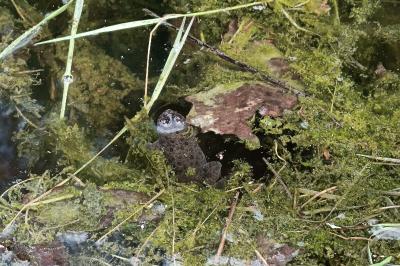 Bombina variegata