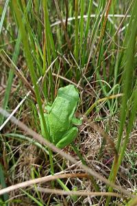 Hyla arborea
