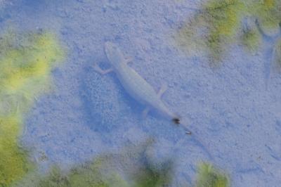 Lissotriton helveticus