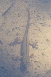Lissotriton helveticus
