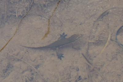 Lissotriton helveticus
