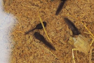 Bufo spinosus