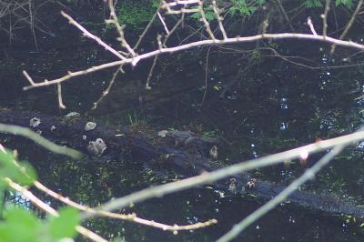 Pelophylax