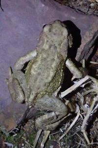 Bufo spinosus