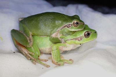 Hyla meridionalis