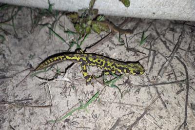 Triturus marmoratus