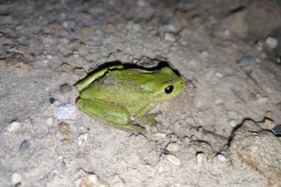Hyla meridionalis