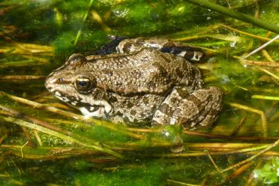 Pelophylax